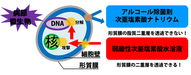 次亜塩素の殺菌特性